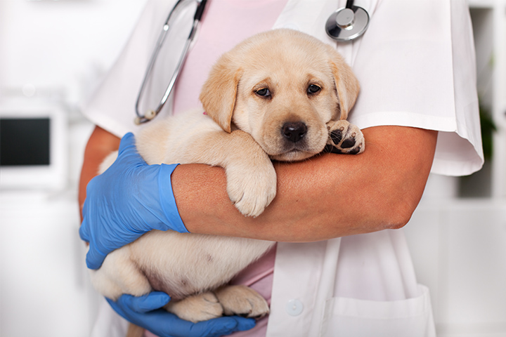 Puppy carried by a vet technician