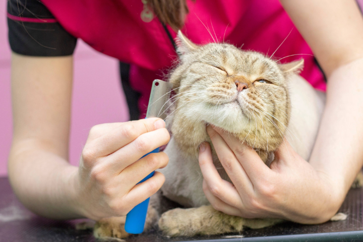 Groomer combing a cat