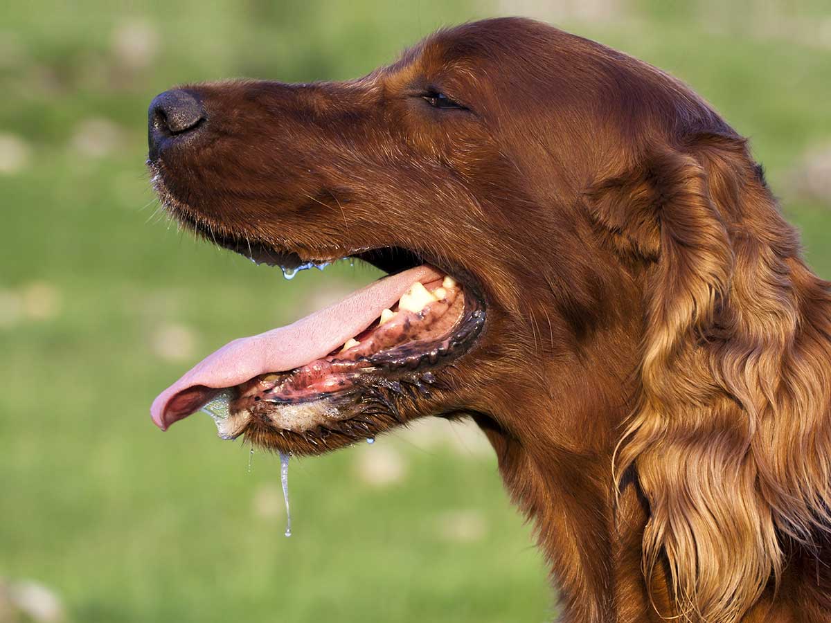 Warum sabbert mein Hund? Petcover AT