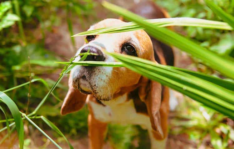 Beagle-Hund schnüffelt an giftigen Pflanzen im Garten