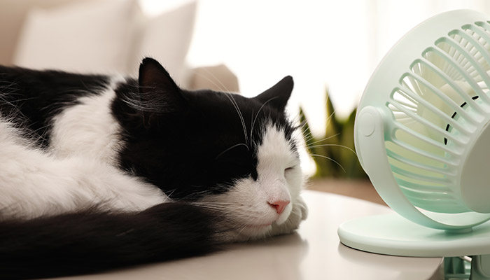 Schwarz-weiße Katze döst vor einem kleinen Ventilator