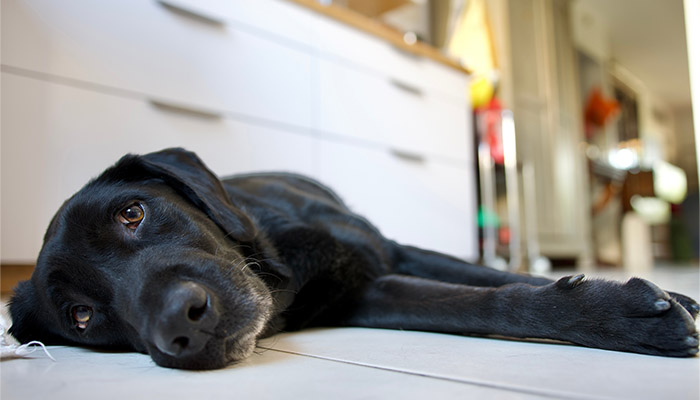 Schwarzer Labrador liegt bei Sommerhitze auf dem Küchenboden