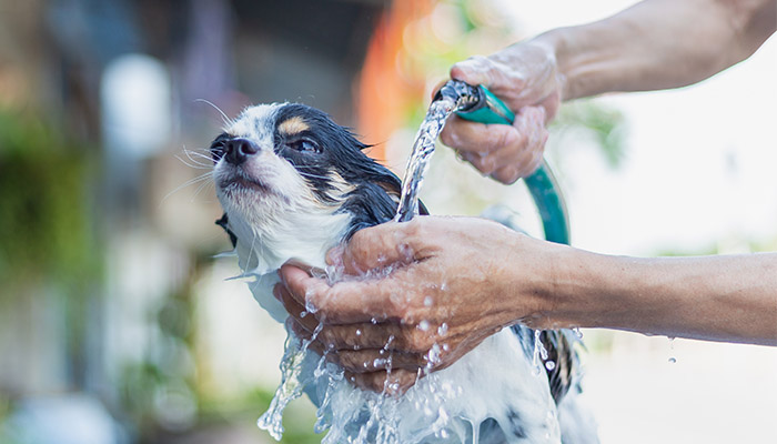 Chihuahua wird bei Sommerhitze mit Wasser abgespritzt