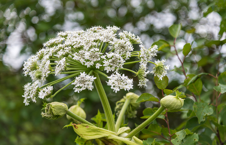 Riesenbärenklau-Heracleum-mantegazzianum-giftige Pflanzen-Haustiere