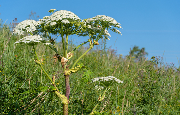 Riesenbärenklau-Heracleum-mantegazzianum-giftige Pflanzen