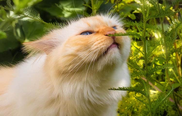 Ingwerkatze schnüffelt an giftigen Pflanzen im Garten