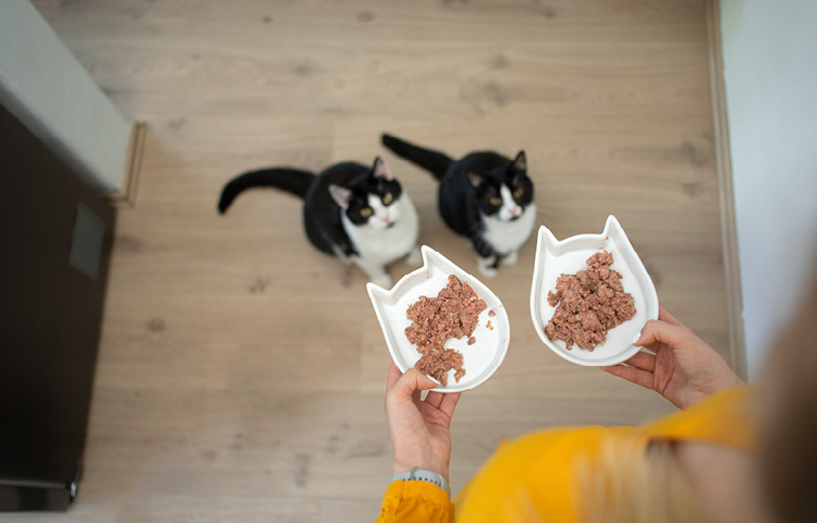 Petcover-Cat-Dental-Health-Wet-Food