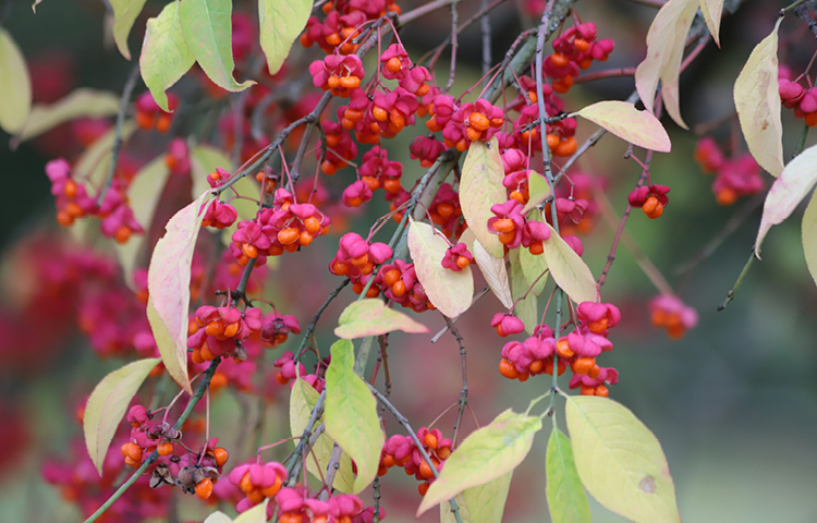 Spindelstrauch-Euonymus-europaeus-giftige Pflanzen für Haustiere