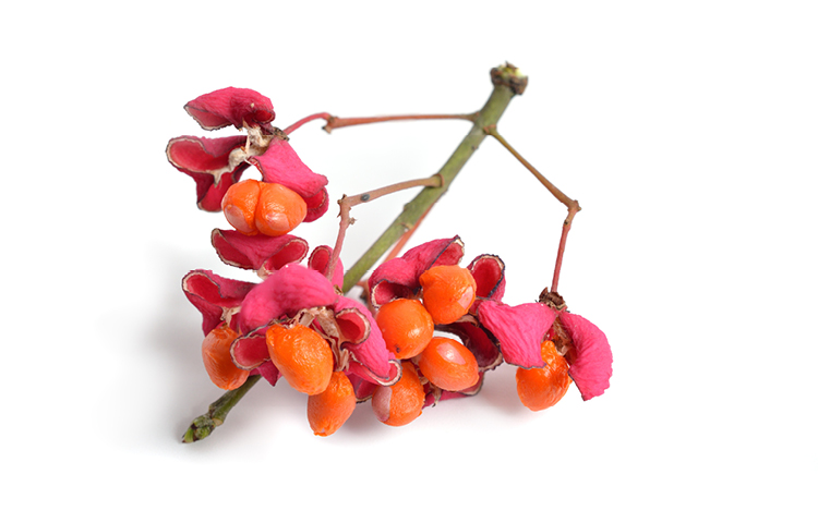 Giftige Pflanzen für Haustiere - Spindelstrauch - Euonymus europaeus