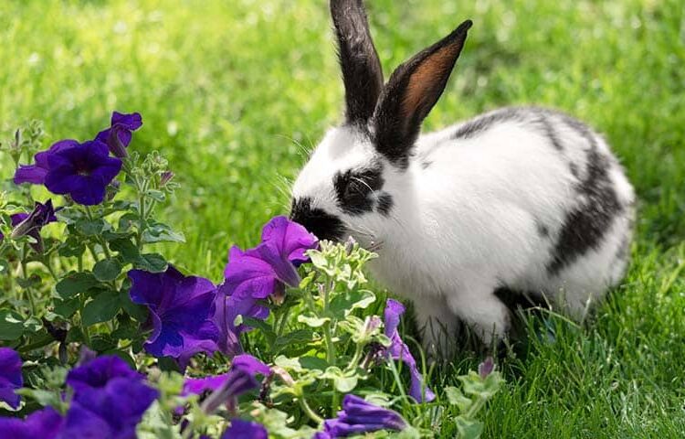 Weiß-schwarzes Kaninchen schnüffelt an giftiger Pflanze im Garten