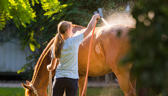Junges Mädchen spritzt Pferd bei Sommerhitze mit Wasser ab