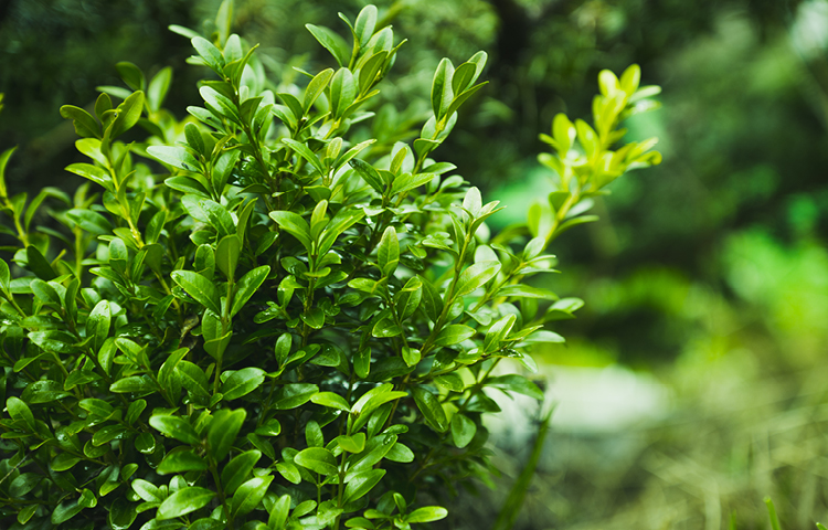 Blätter von Buchsbaum Buxus sempervirens giftige Haustiere
