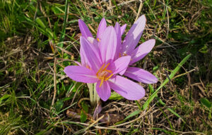 Haustier-giftig-Herbst-Krokus-Colchicum-herbst