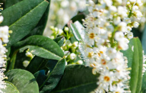 giftige Pflanzenschädlinge Kirschlorbeerblüten Prunus laurocerasus