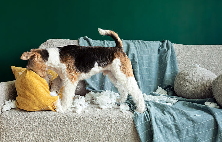 Wire fox terrier tearing the pillow in a sofa.