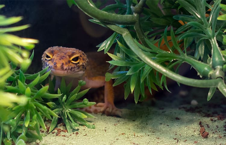 Orange common leopard hiding in a terrarium