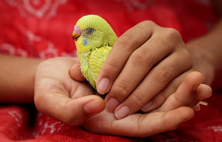 Yellow budgie in girl's hands
