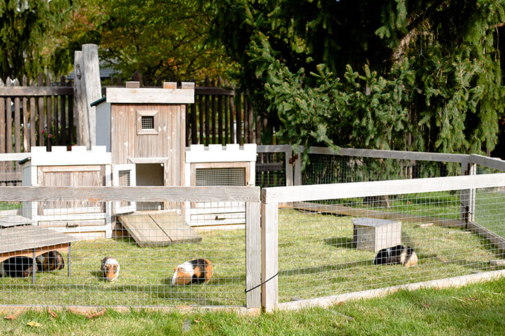 guinea-pig-at-the-grass-fields-with-own-house-as-for-protection