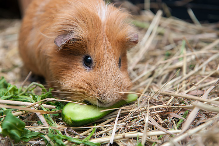 red-guinea-pig-eating-cucumber