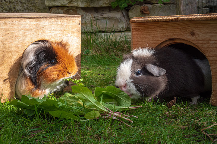 Two guinea pigs eating green leaves outdoors.