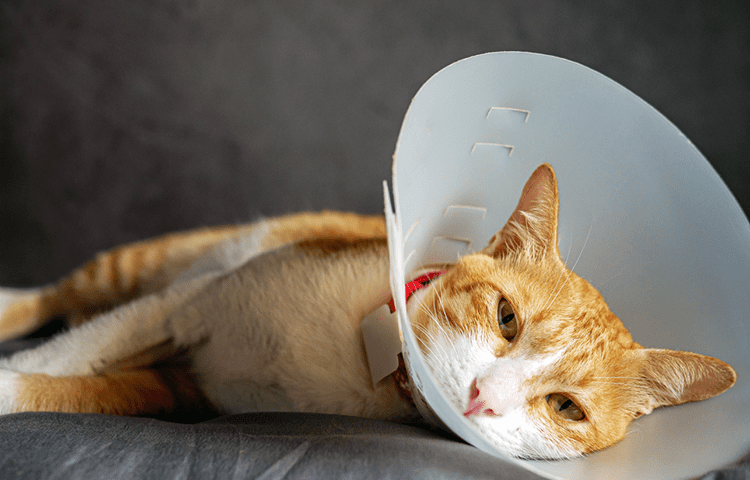 Ginger and white cat lying down while wearing a protective cone, looking tired and resting on a soft surface.