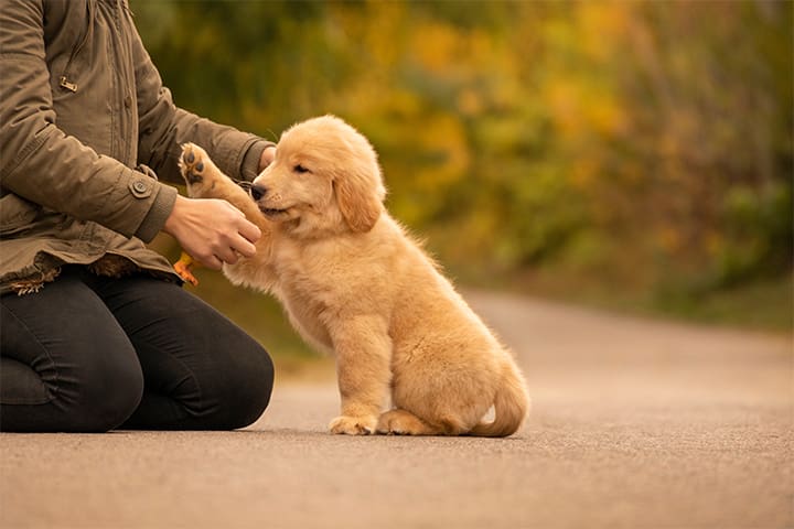 A cute black Staffordshire bull terrier puppy with a red collar and red leash, standing on three legs, being trained by a man in jeans and trainers holding a treat for the puppy.