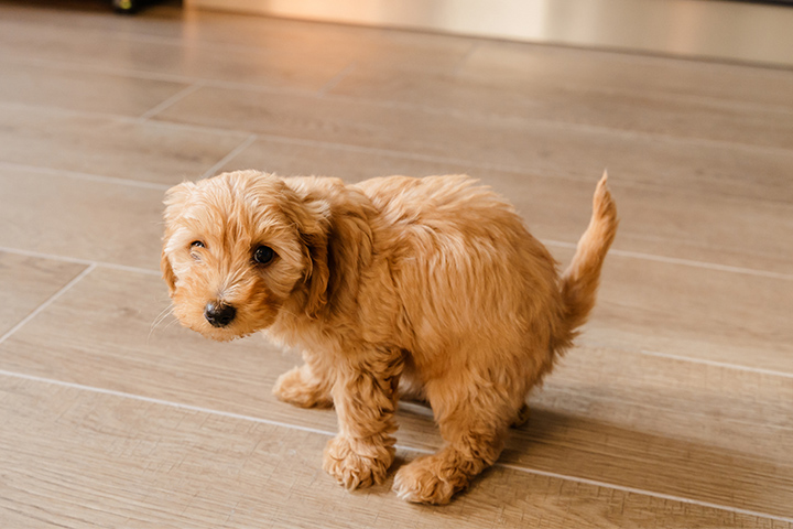 Puppy doing his toilet, pooping
