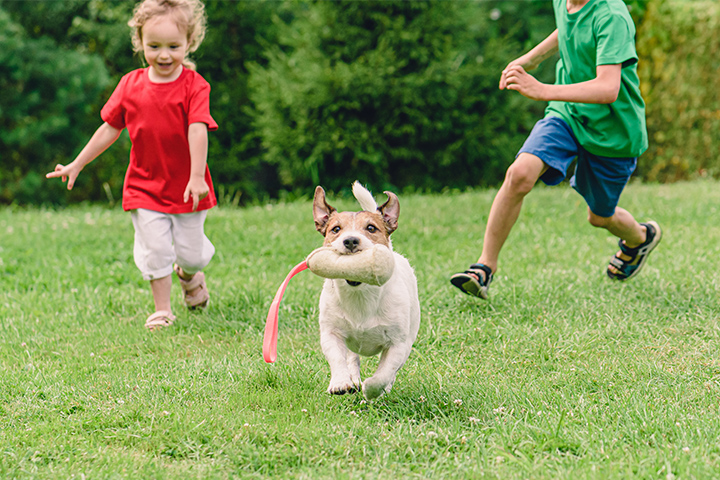 Puppy playing with two kids while biting a toy.