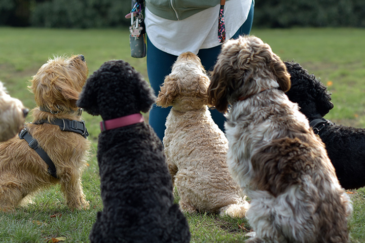 Puppies looking at a trainer with their backs against the camera.