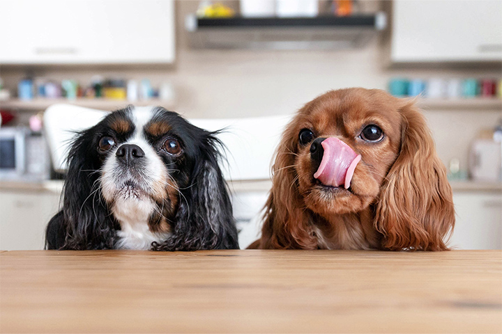 two-puppies-behind-the-table