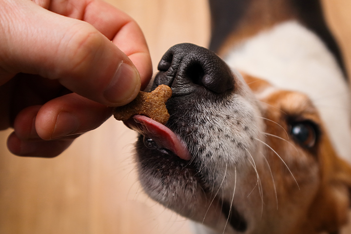 close-up-of-a-hand-giving-a-bone-shaped-treat-to-a-tricolor-beagle-dog-at-home