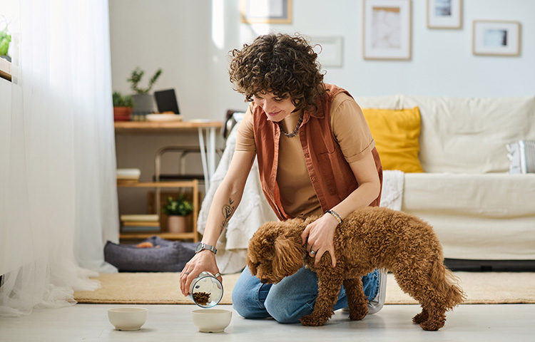 Pet sitter feeding a brown puppy at home
