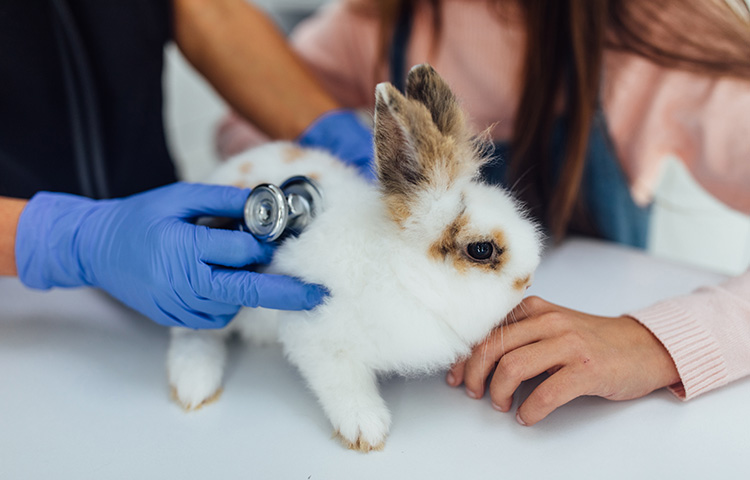 Vet listening rabbit stomach with stethoscope, diagnosing digestive diseases