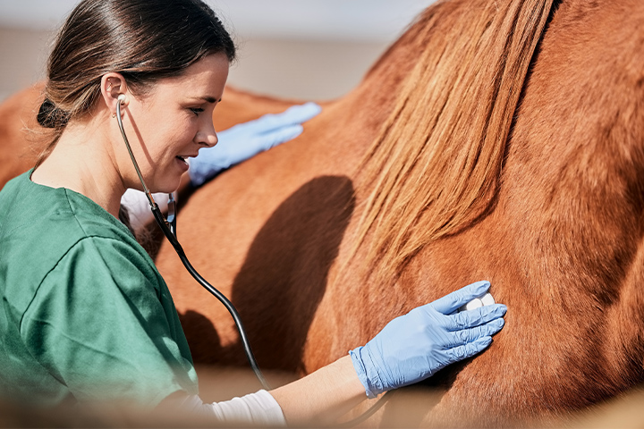Doctor woman veterinarian examining a horse