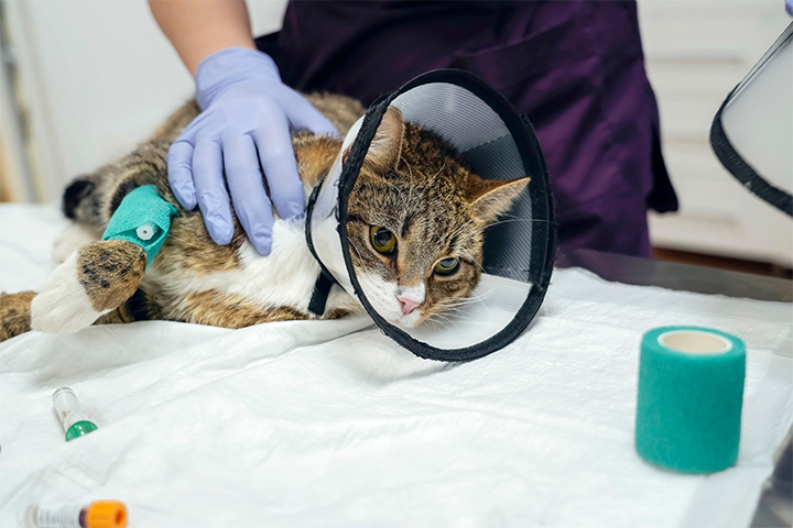 Caring hands soothing a patient tabby cat wearing a recovery collar and bandaged paw while receiving medical attention in a sterile treatment room.