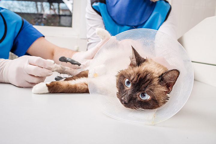 Doctor examining cat in x-ray room.