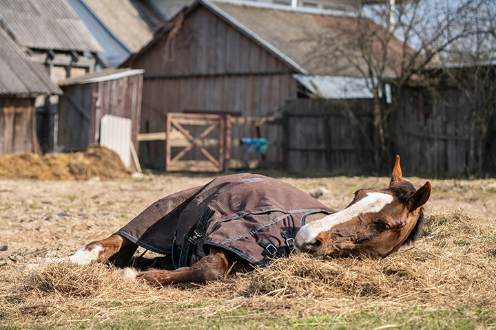 Old sick horse with caparison lying on the hay in spring