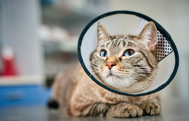 Cat wearing a protective cone sitting in a veterinary clinic.