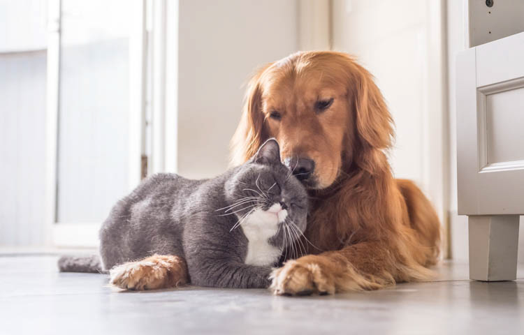 Image of a british cat nudging into a dogs face happily