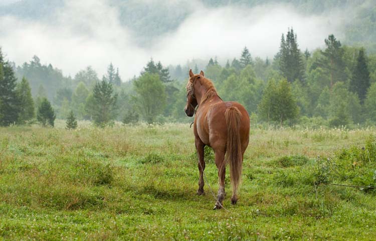 Horse veterinary insurance