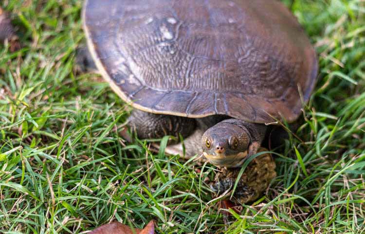 image of a river turtle eating food whilst sitting in the grass