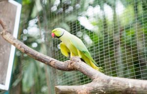 image of an indian ring neck sitting on a branch in its inclosure
