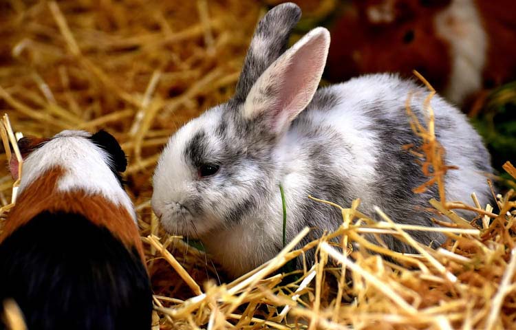 pet rabbits for sale perth