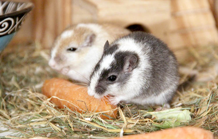 What do mice eat? - Petcover AU