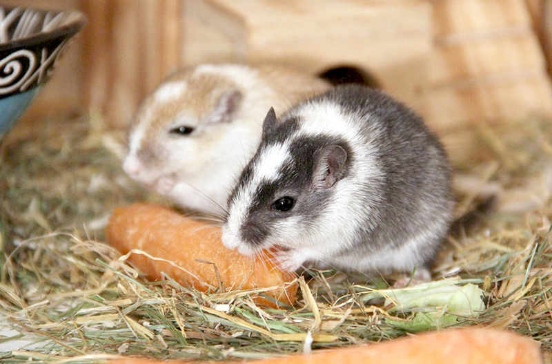 What do mice eat? Petcover AU