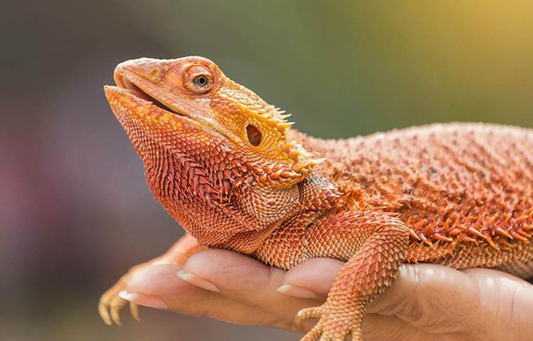 image of a red and orange bearded dragon resting in a hand