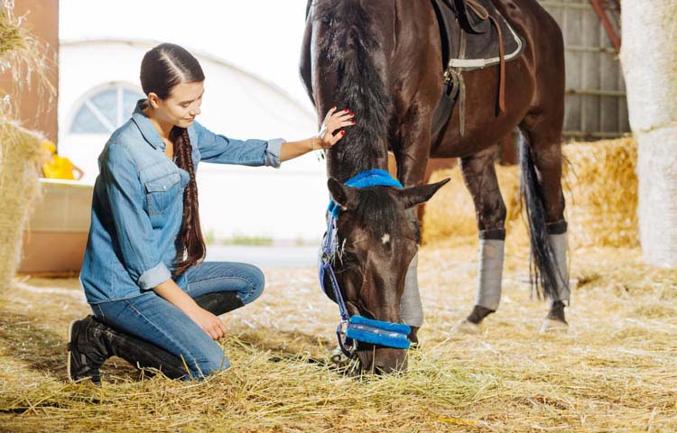 Image of a dark brown horse eating hay whilst a woman strokes its mane