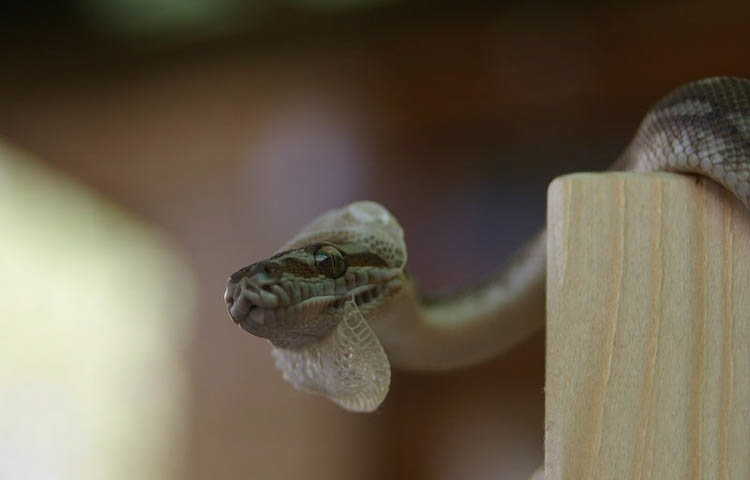 Shedding in snakes: Dos and don'ts - Petcover AU Shedding in snakes: Dos and don'ts - Petcover AU