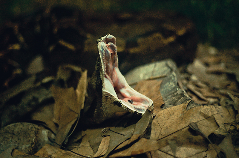 How do snakes eat? Petcover AU