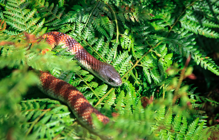 A juvenile tiger snake basks in the sun on a bed of bracken fern.